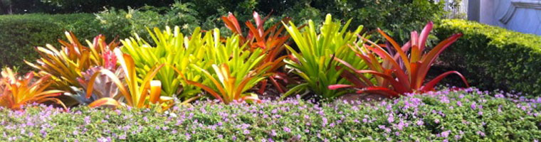 Key West Landscaping - Main Image Contact